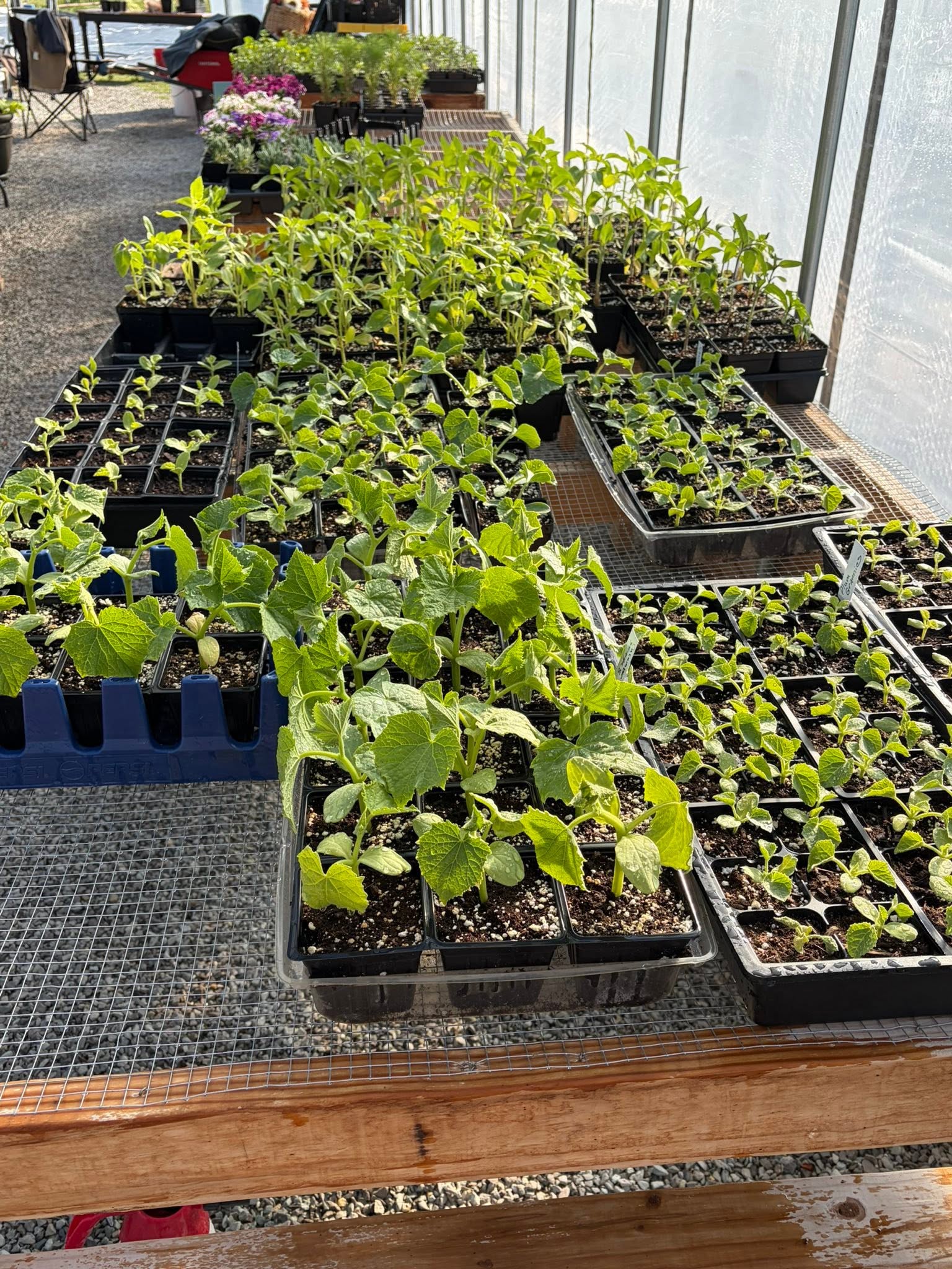Inside the hoop house, benches lined with young seedling trays