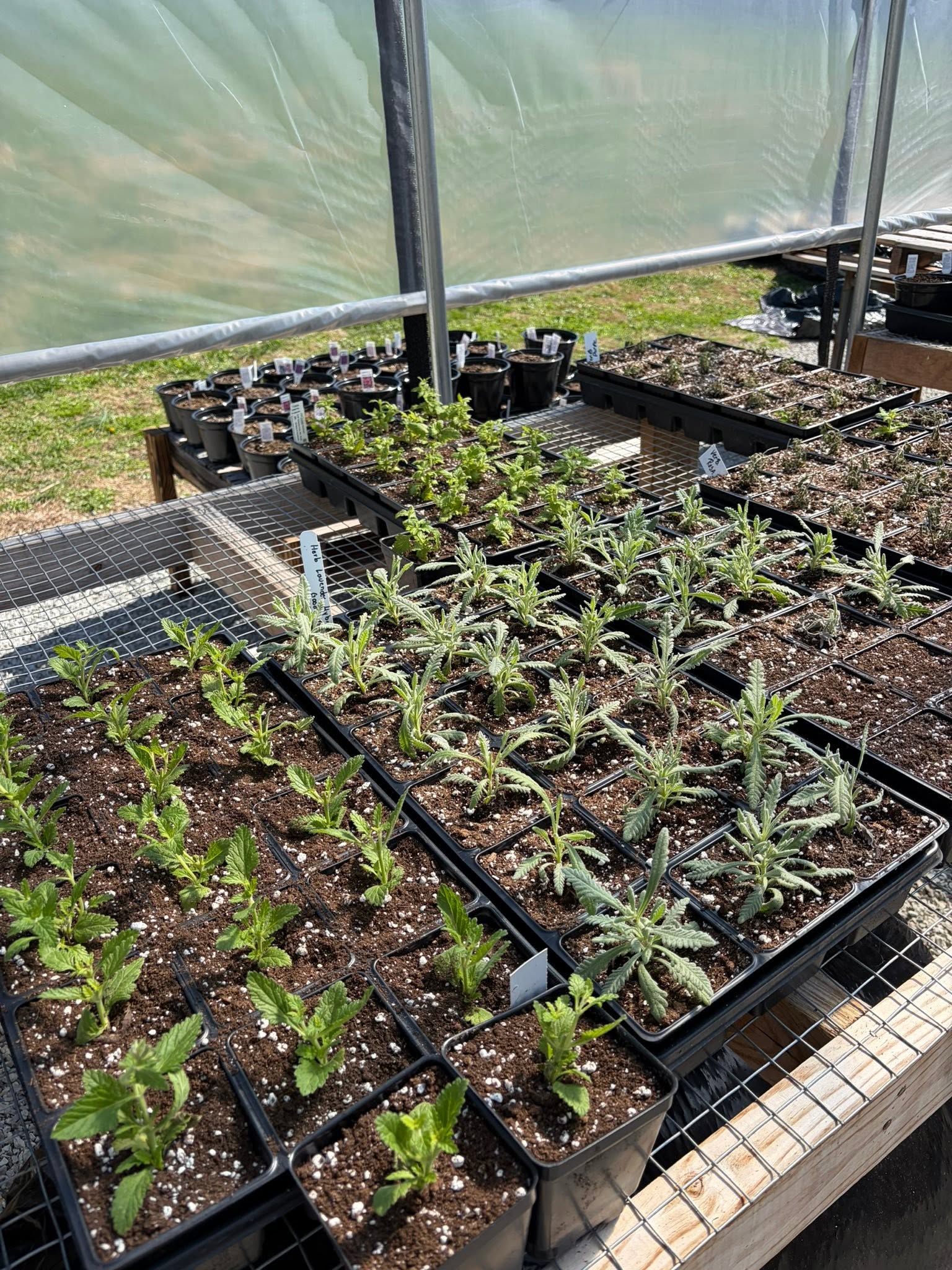 Trays of herb and lavender starts on the greenhouse benches