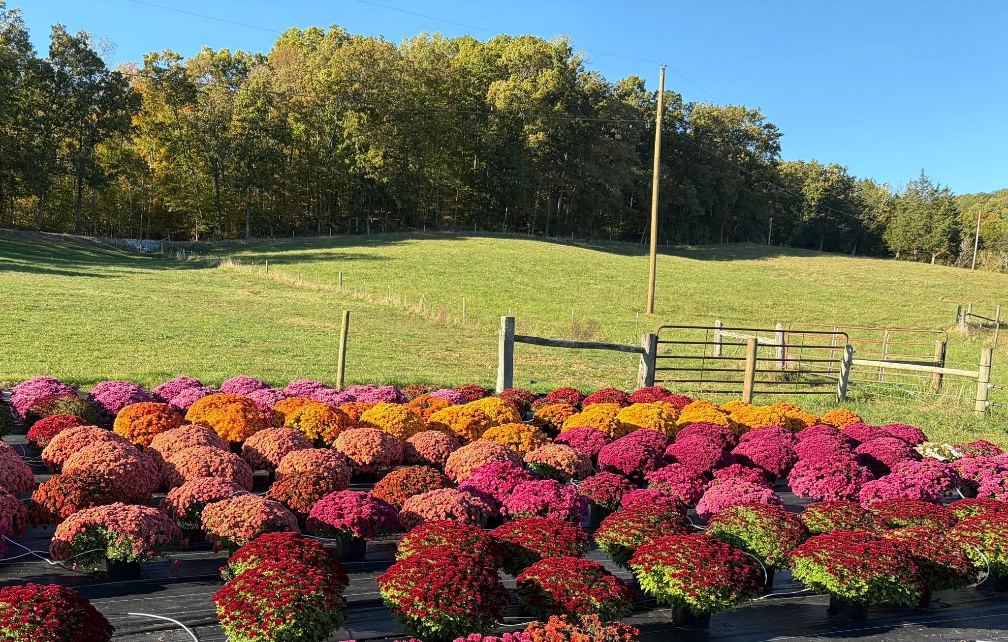Rows of mums set out along the pasture fence in the morning light
