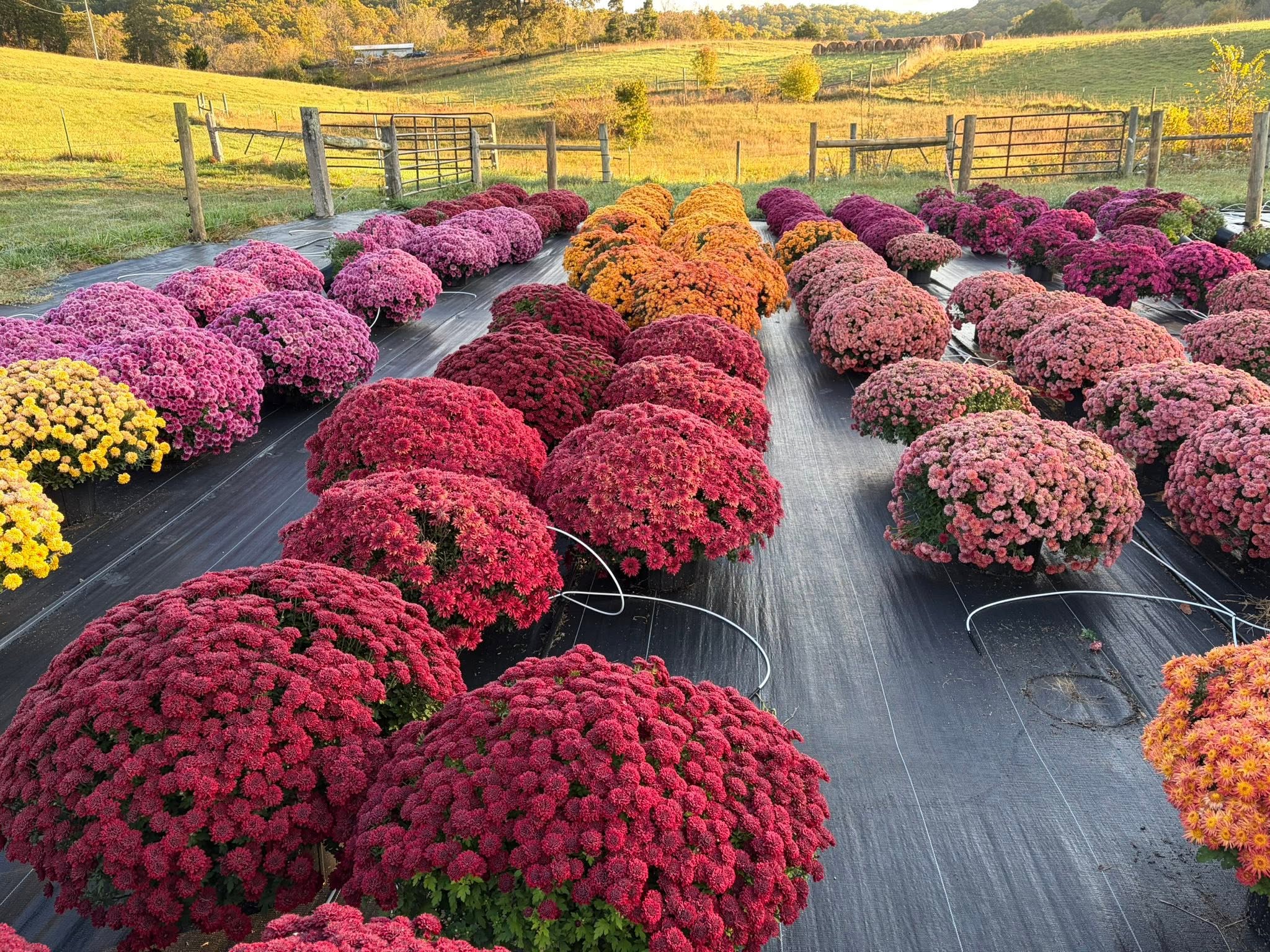 Rows of autumn mums on the hillside at Cabin Hollow Greenhouse