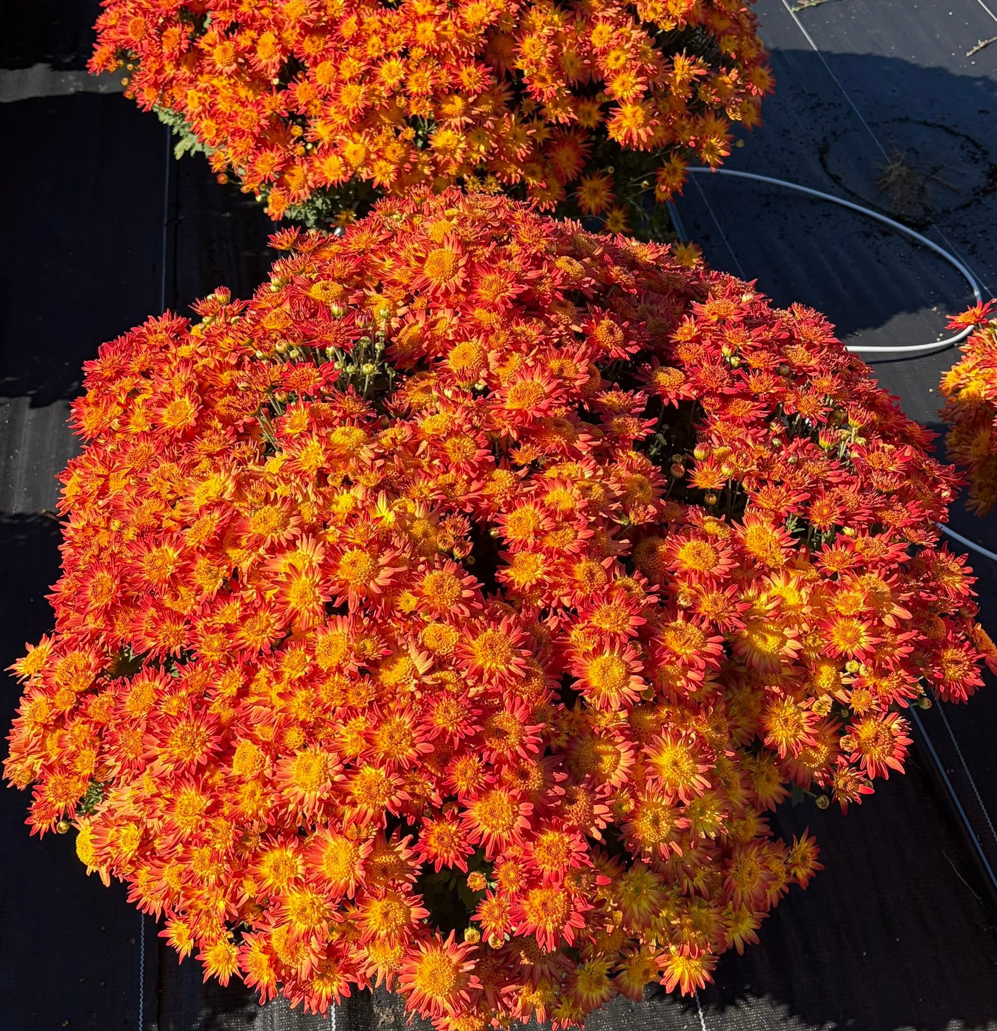 Close-up of a full orange mum in bloom