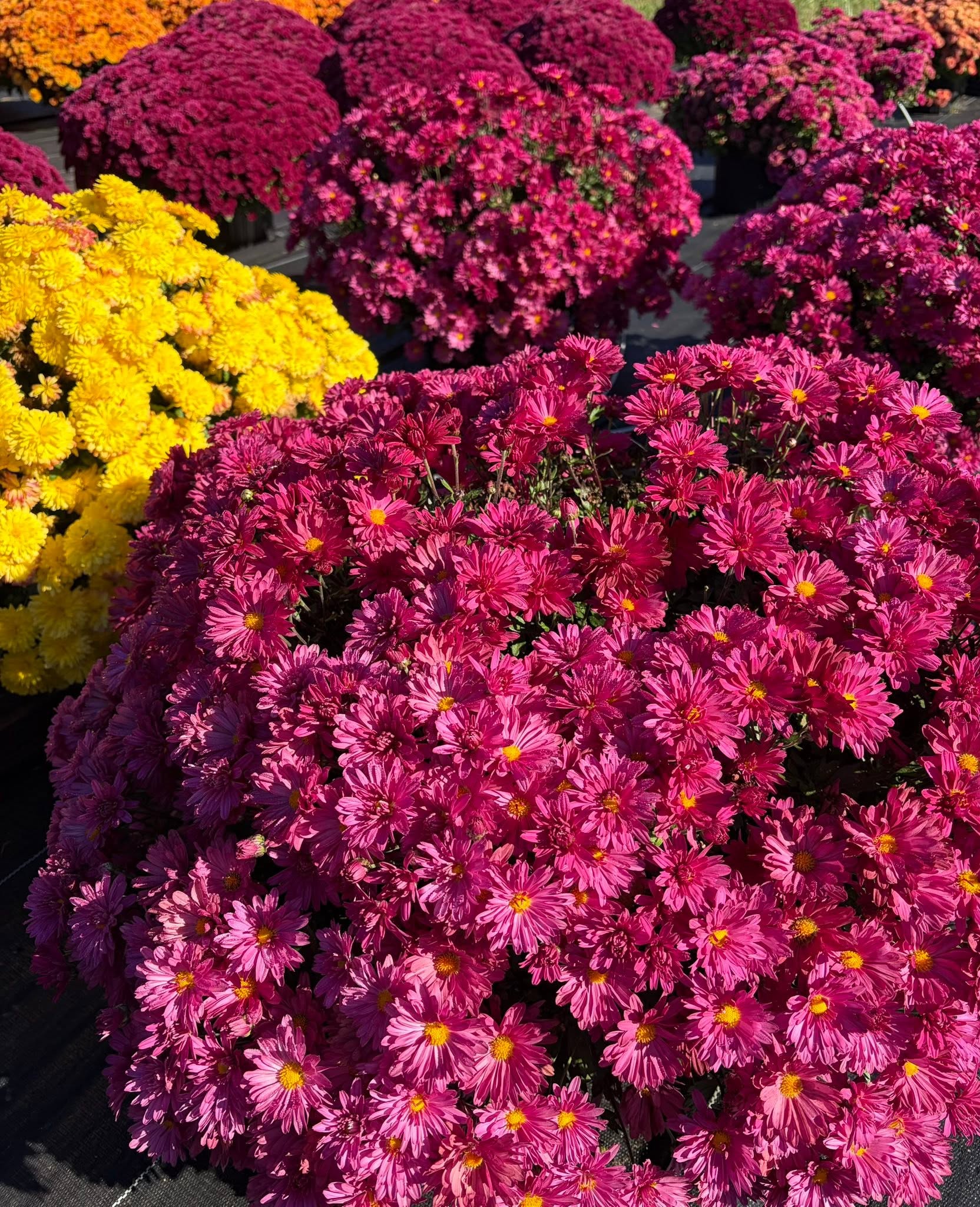 Close-up of a vivid magenta-pink mum in bloom